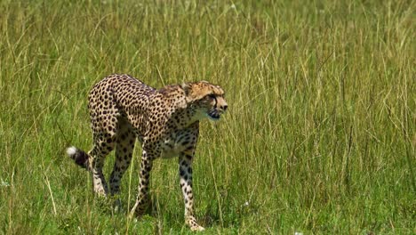 Slow-Motion-Shot-of-Cheetah-walking-through-colourful-lush-grassland-of-the-Masai-Mara-North-Conservancy-savannah-savanna,-African-Wildlife-in-Maasai-Mara-National-Reserve,-Kenya