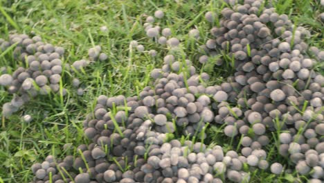 small invasive mushrooms in lawn backyard