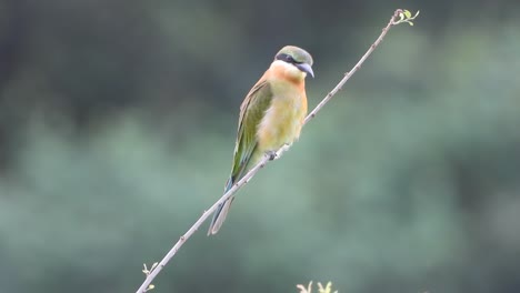 bee-eater in pond area waiting for pry