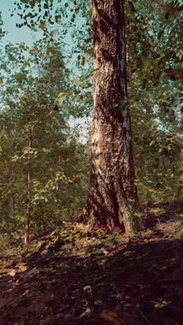 árbol de abedul alto en un bosque