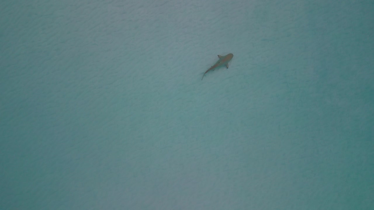 Top down aerial drone video of a nurse shark swimming through shallow waters around Fulishoo island in the Maldives at sunrise