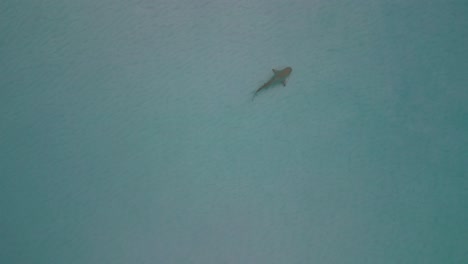 Top-down-aerial-drone-video-of-a-nurse-shark-swimming-through-shallow-waters-around-Fulishoo-island-in-the-Maldives-at-sunrise