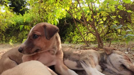 Homeless-puppies-on-the-streets-of-the-city.