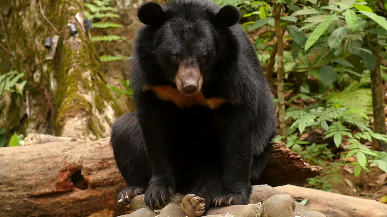 oso negro en el bosque