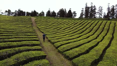 Luftaufnahme-Einer-Teeplantage-Mit-Einer-Drohne-Auf-Der-Azoreninsel-Sao-Miguel