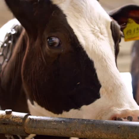 dairy cows in farm