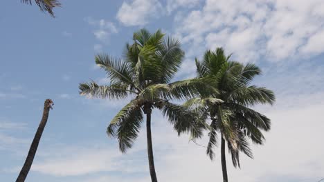 Blick-Auf-Palmen-Vor-Blauem-Himmel-In-Der-Nähe-Von-Bandra-Fort-Mumbai,-Indien-5