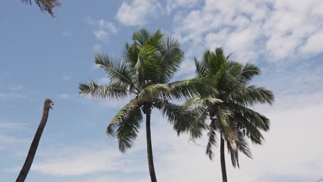 Vista-De-Palmeras-Contra-El-Cielo-Azul-Cerca-De-Bandra-Fort-Mumbai,-India-5