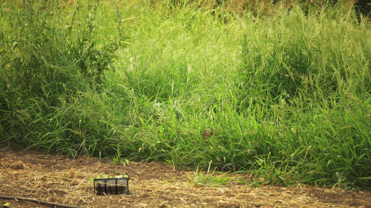 녹색 식물과 유기 흙 패치 농장의 정적 배경