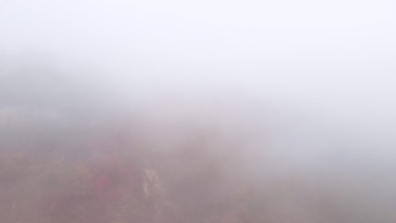 짙은 안개와 안개로 뒤덮인 가을 숲, 공중 자연 경관