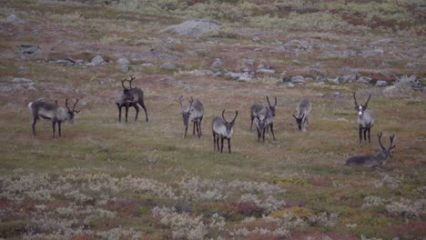 Wild-herd-of-reindeers-observing---scandinavian-autumn