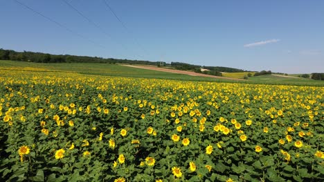 Sonnenblumenöl-Ist-Eine-ökologische-Sache