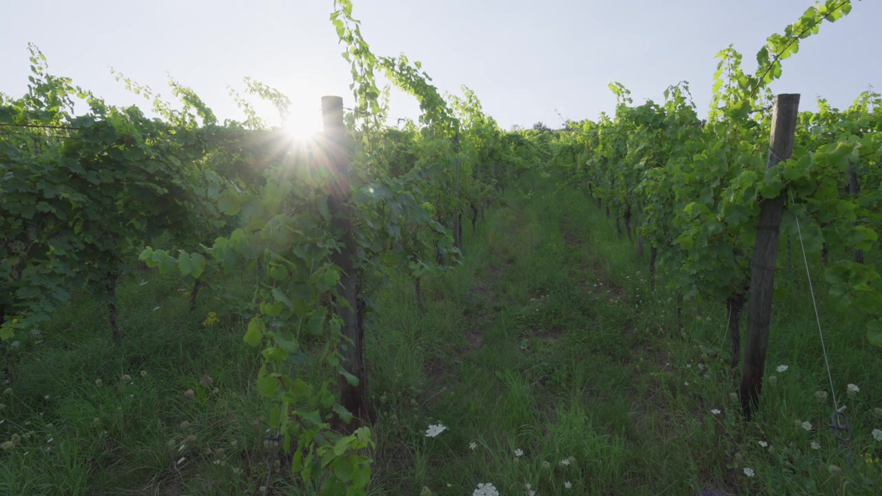Paesaggio agricolo per la coltivazione di viti al tramonto nella Mosella, Francia. Ripresa statica