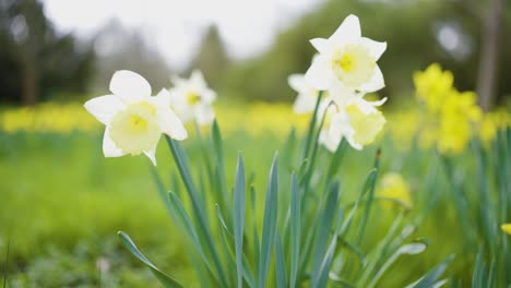 daffodils in a field