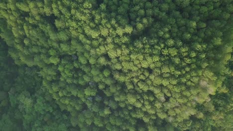 Aerial-overhead-shot-of-forest-with-dense-trees-and-farm-fields-on-MENOREH-HILL-during-sunny-day