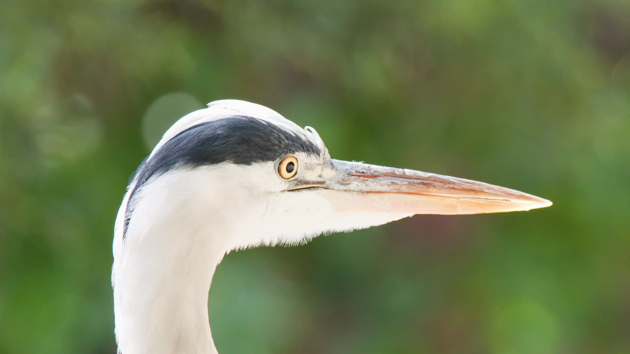 Grey heron stands alert, slowly turning head, sharp beak, soft daylight, blurred green background