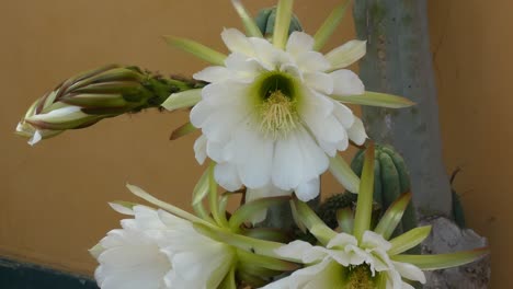 echinopsis pachanoi también conocido como el cactus san pedro con grandes flores blancas