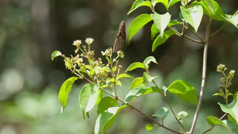 Se-Ve-Al-Tigre-Azul-Oscuro-Tirumala-Septentrionis,-Tailandia,-Alimentándose-De-Las-Flores-De-Esta-Planta-Durante-La-Tarde-Y-Luego-Se-Va-Volando.