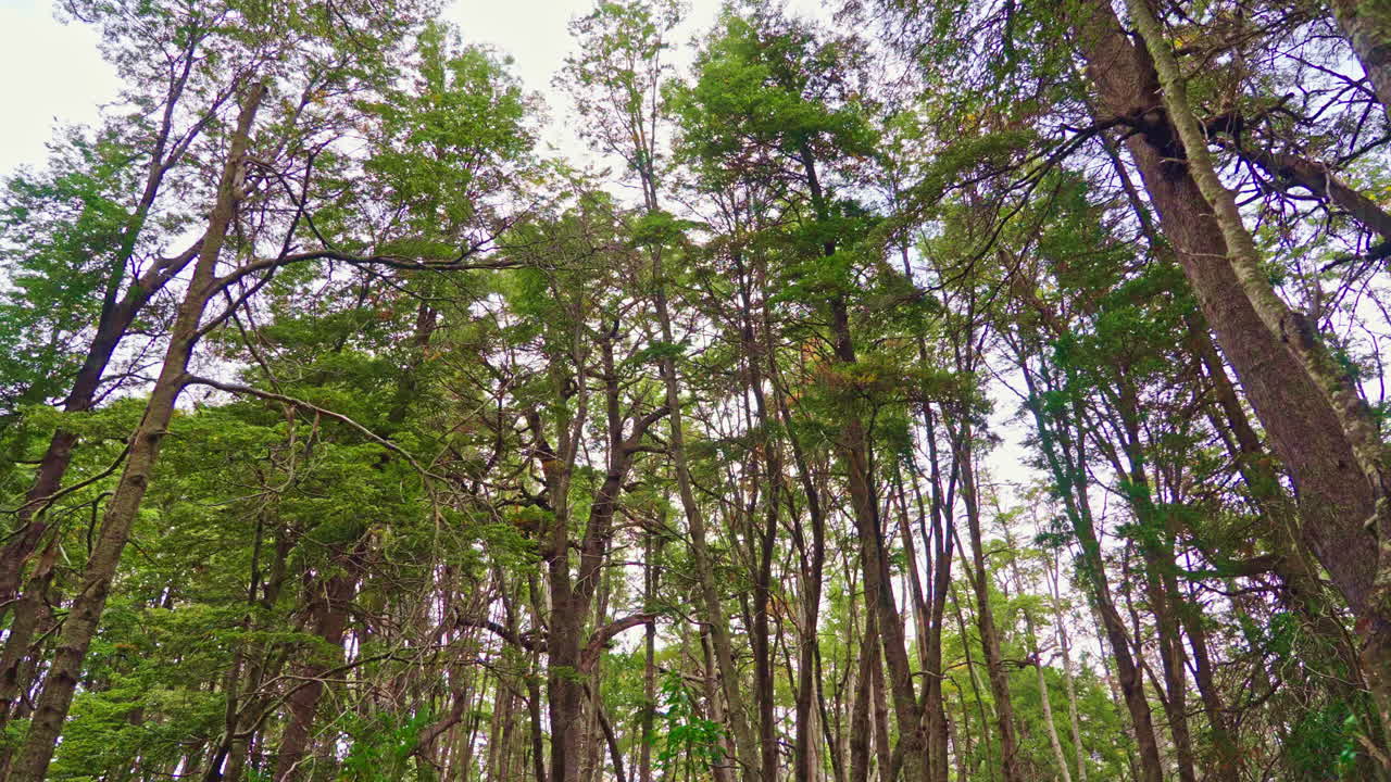 Olhando para Cima para Árvores Verdes Altas em uma Floresta Exuberante