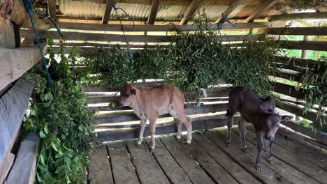 Grey-calf-brown-calf-baby-cow-buffalo-bull-grazing-in-wooden-hut-urinate-on-the-ground-eat-leaves-feeding-by-human-protect-from-predator-in-highland-mountain-forest-Iran-nature-landscape-rural-life