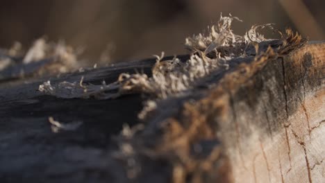 Close-Up-of-Bark-Peeling-on-Colorado-Tree-in-Grassy-Field