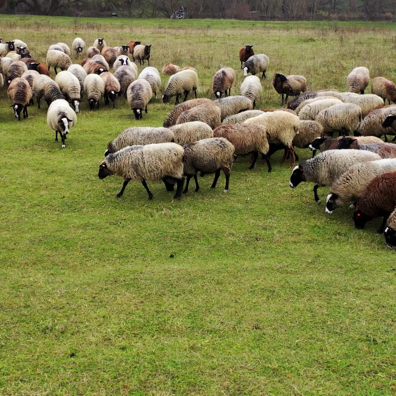 Video ravvicinato di un gregge di pecore che cammina in una soleggiata giornata estiva. Si nutrono su un pascolo. Animali domestici al pascolo