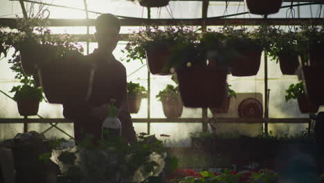 gardener sprays fertilizer in greenhouse