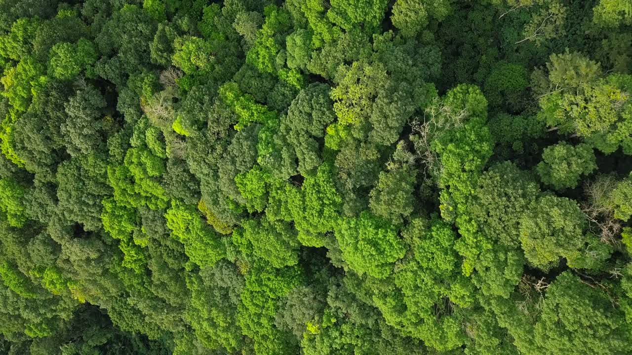 toma aérea de arriba hacia abajo de una densa corona de copas de los árboles en la selva tropical de indonesia iluminada por el sol