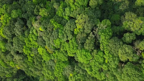 Toma-Aérea-De-Arriba-Hacia-Abajo-De-Una-Densa-Corona-De-Copas-De-Los-árboles-En-La-Selva-Tropical-De-Indonesia-Iluminada-Por-El-Sol