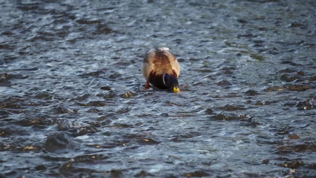 Male Mallard Duck On River Stream During Sunset. Closeup