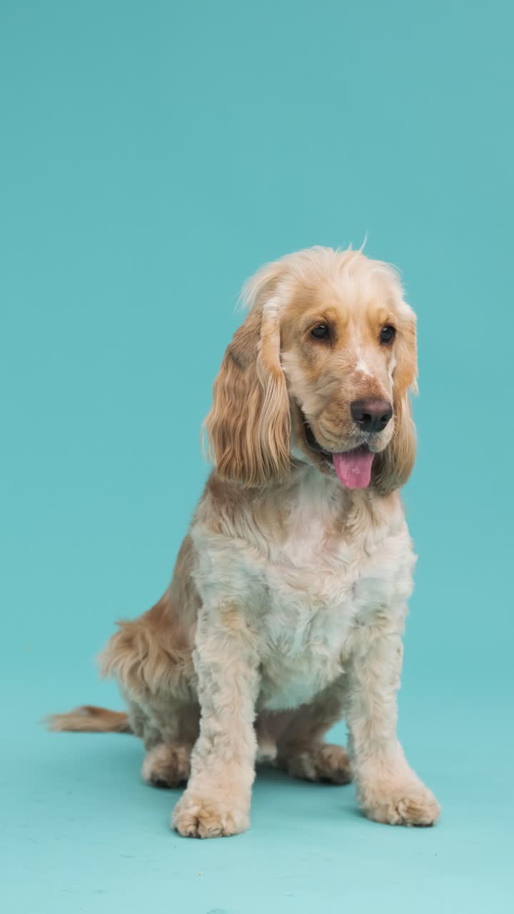 Full body brown English Cocker Spaniel dog on blue background with copy space