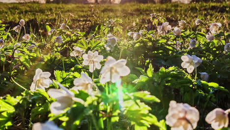 Video-De-Lapso-De-Tiempo-De-Pétalos-Marchitos-De-Flores-Blancas-Al-Atardecer-Sobre-Los-Campos-De-Hierba-Verde