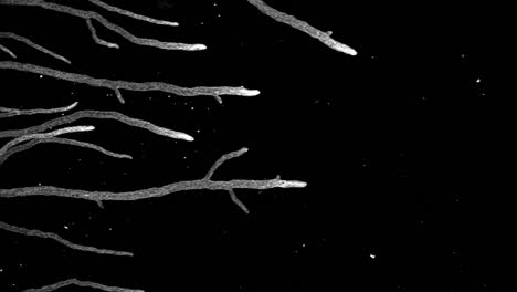 mycelium grows like flowing rivers in black and white microscope time lapse