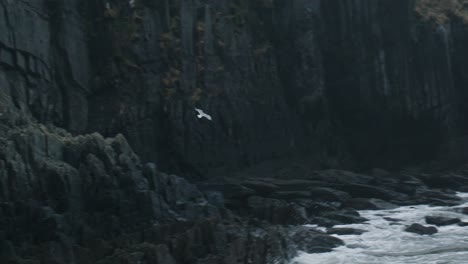 seagull flying at stormy irish coast above crashing waves