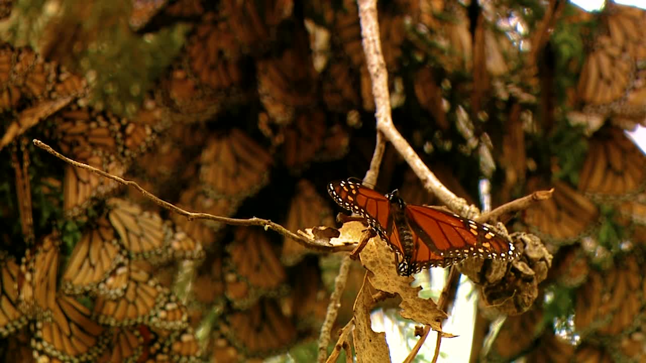 primeros planos de muchas mariposas monarca en una rama de pino