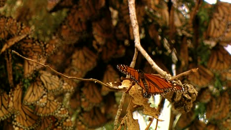 close ups of many monarch butterflies on a pine tree branch