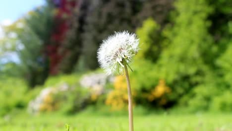 Naturaleza-Frágil-Diente-De-León-Blanco