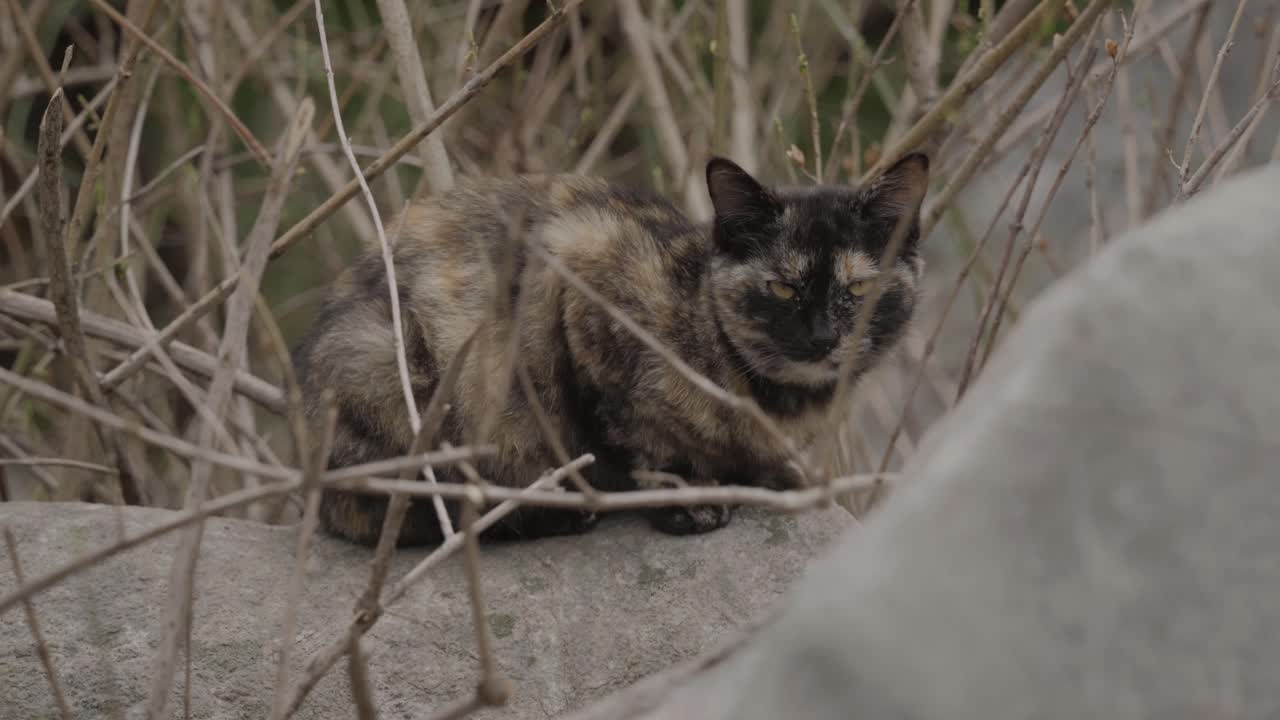 Un gatto tartarugato randagio che si addormenta.