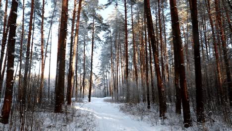 winter snowy coniferous forest. snowy path, road, way or pathway in winter forest. pan, panorama