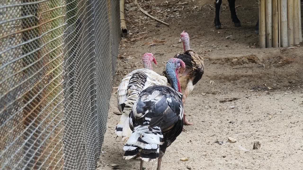 pavos en un recinto del zoológico