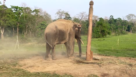 a domesticated elephant throwing dust onto its back while chained to a post with a soft warm light of the evening