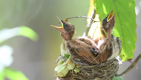 Hungrige-Junge-Küken-Des-Indischen-Paradiesfliegenschnäppers-Im-Nest