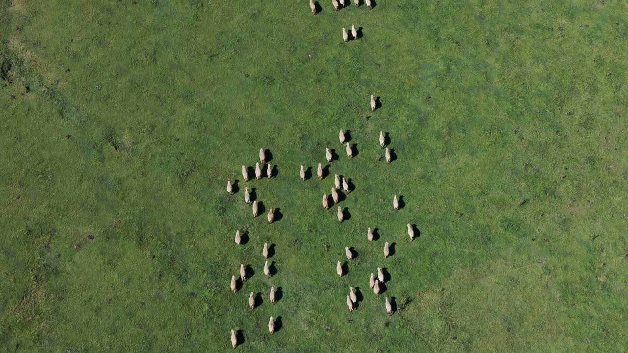 Veduta aerea dall'alto di un gregge di pecore su un prato di montagna a Tafí del Valle, Quebrada del Portugues, Tucumán, Argentina.