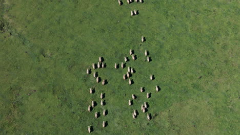 Aerial-Top-View-Of-Herd-Of-Sheep-On-Mountain-Meadow-In-Tafí-Del-Valle,-Quebrada-Del-Portugues,-Tucumán,-Argentina