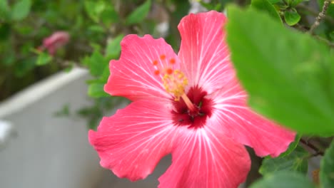 Un-Exótico-Hibisco-Flor-Hawaiano,-Encontrado-En-Suelo-Brasileño-En-El-Lado-Del-Mar