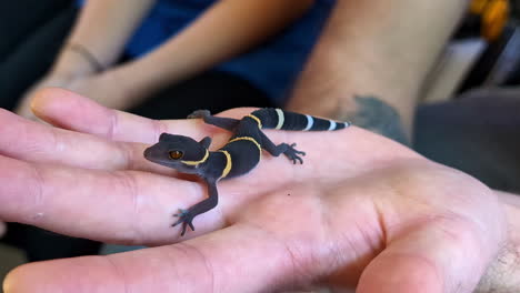 mano caucásica sosteniendo negro blanco naranja geco pequeño tipo lagarto reptil animal mientras viaja en destinos tropicales tiro de cerca