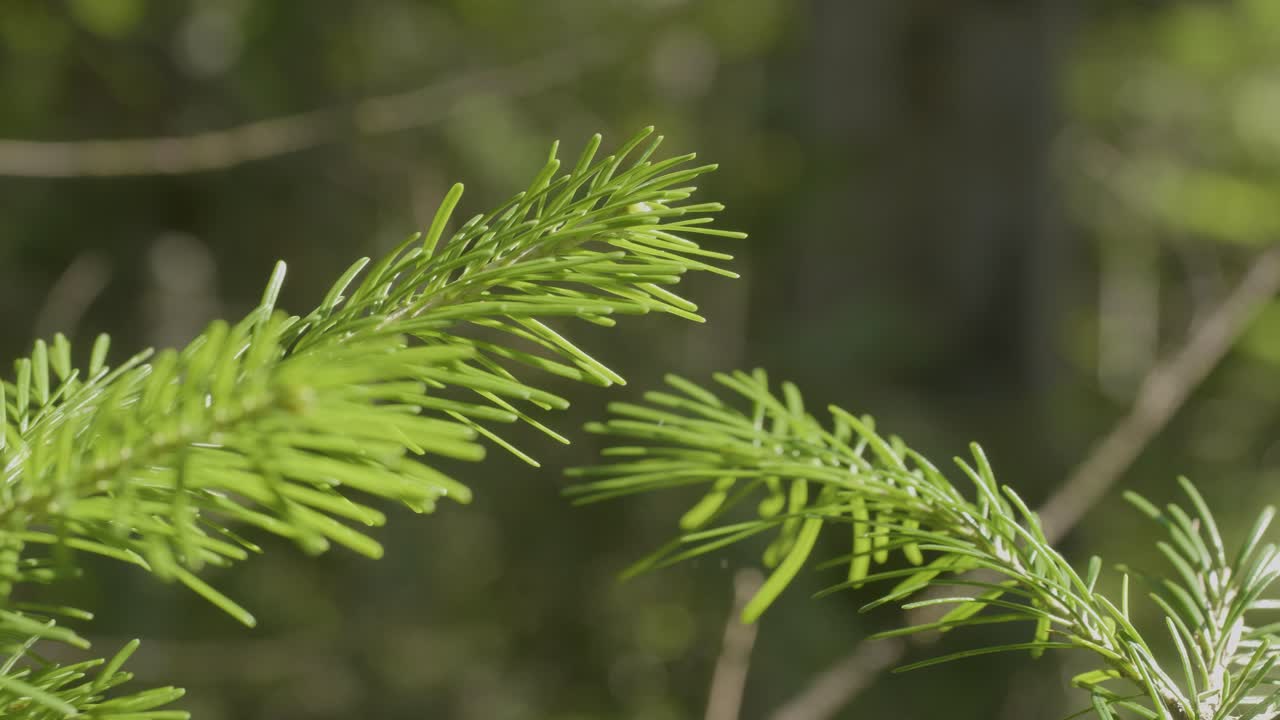 Closeup of Fresh Pine Needles