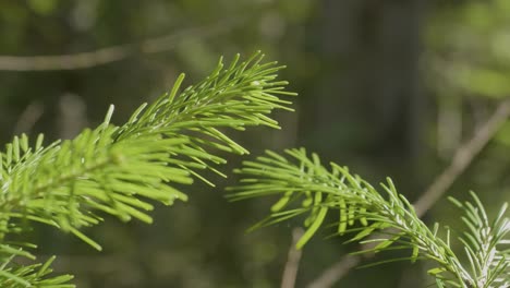 closeup of fresh pine needles