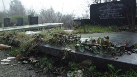 foggy graveyard in winter