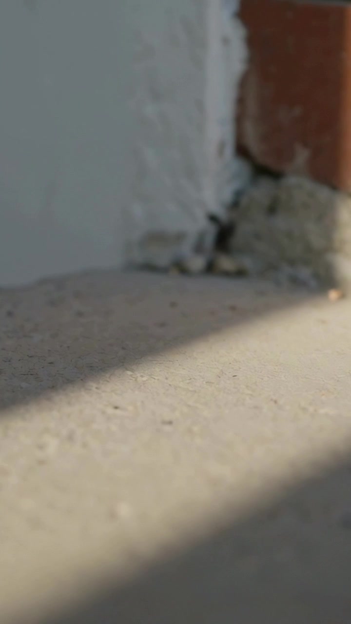 Video verticale: Artropode che emerge sonda un giunto di malta nella giunzione muro-mattone, entrando nel varco.